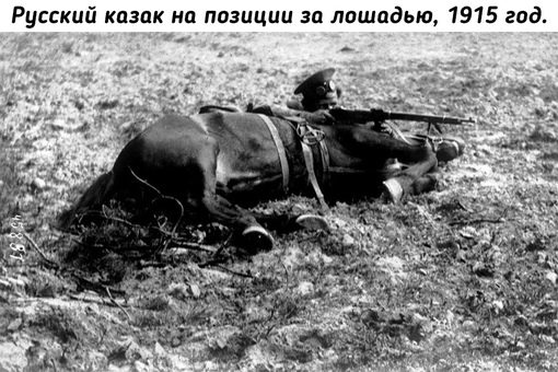 Животные на войне во время Первой мировой..8