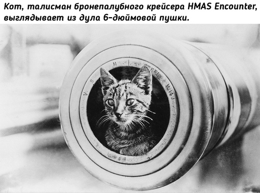 Животные на войне во время Первой мировой..0