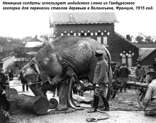 Животные на войне во время Первой мировой..6