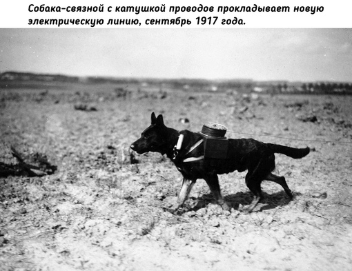 Животные на войне во время Первой мировой..5