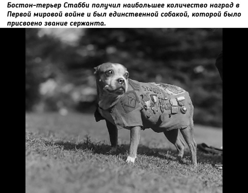 Животные на войне во время Первой мировой..4