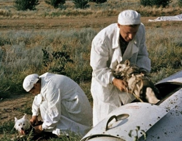 Белка и Стрелка после того, как вернулись на землю, 1960 год. Эти..0