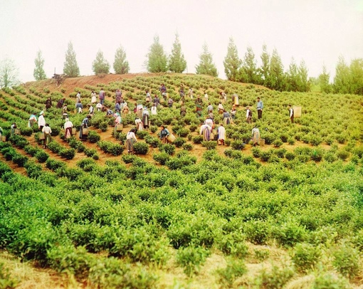 На чайной плантации в Чакви, поселке к северу от Батуми...3
