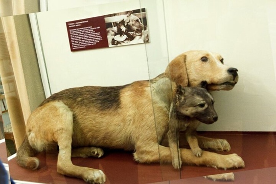 На данном фото русский ученый Владимир Демихов и его..1