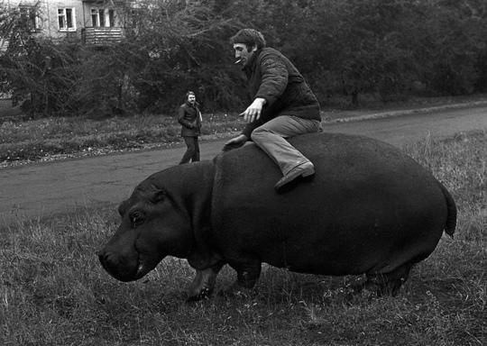 Пьяный мужчина пытается кататься на гиппопотаме.Кемерово , 1982 г...0