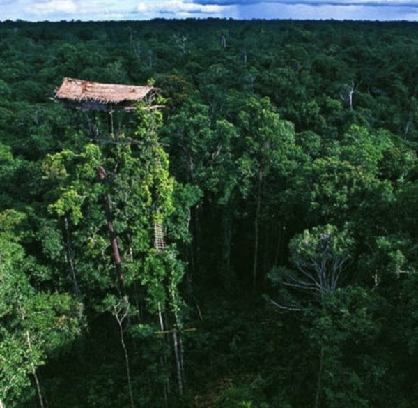 Племя короваи, проживающее в непроходимых лесах индонезийской..3