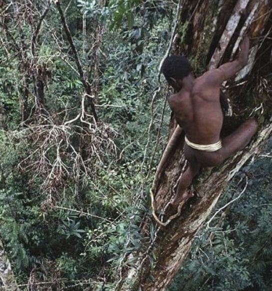 Племя короваи, проживающее в непроходимых лесах индонезийской..4