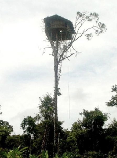 Племя короваи, проживающее в непроходимых лесах индонезийской..1