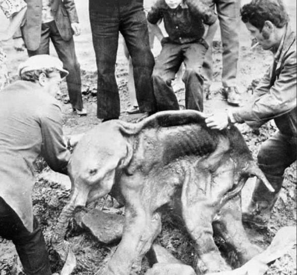 Сенсационная находка: Мамонтёнок Дима из вечной мерзлоты.

В 1977..1