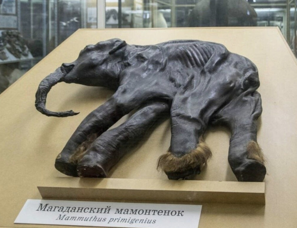 Сенсационная находка: Мамонтёнок Дима из вечной мерзлоты.

В 1977..3