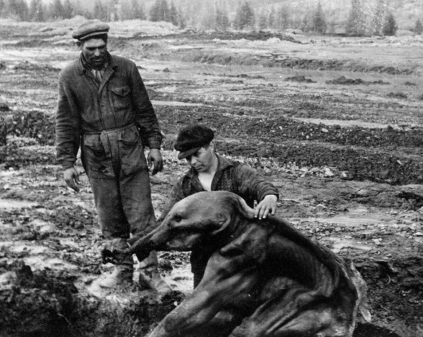 Сенсационная находка: Мамонтёнок Дима из вечной мерзлоты.

В 1977..0
