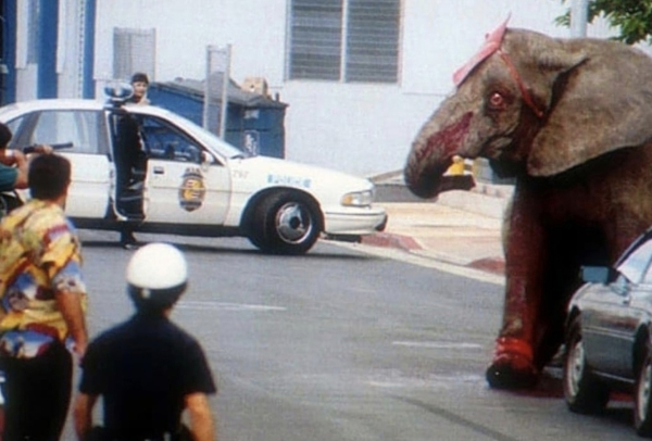 Трагическая судьба слонихи Тайк: история жестокости в цирковой..0