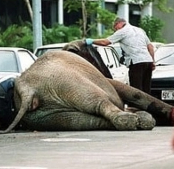 Трагическая судьба слонихи Тайк: история жестокости в цирковой..2