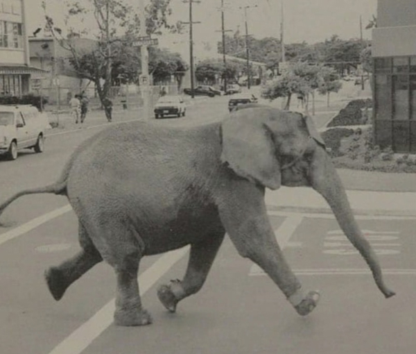 Трагическая судьба слонихи Тайк: история жестокости в цирковой..1