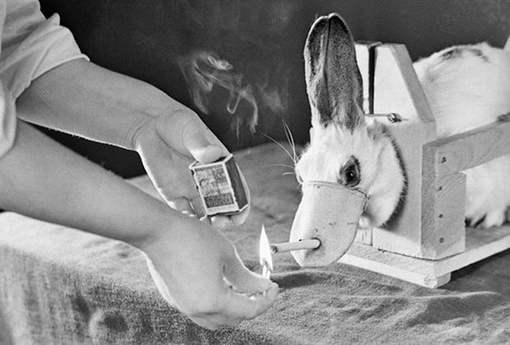 В лаборатории экспериментального рака Тбилисского института..0