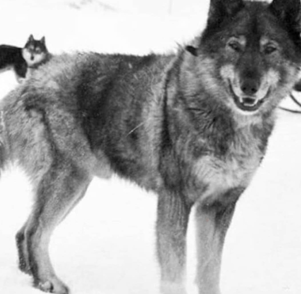 Это Того, 12-летний хаски-вожак.
Во время Великой гонки милосердия..1