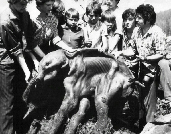 Извлечение мамонтенка из вечной мерзлоты, Сибирь, 1977 год.

В 1977..2
