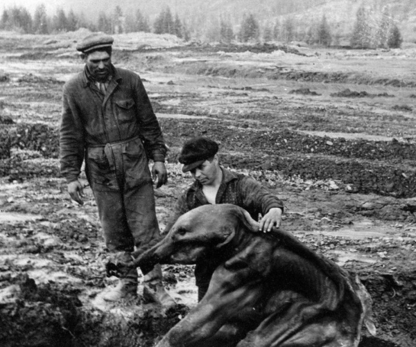 Извлечение мамонтенка из вечной мерзлоты, Сибирь, 1977 год.

В 1977..0
