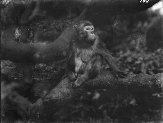 Япония на фотографиях 1908 года, автор — Арнольд..7