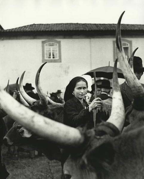 Девушка с волами в Португалии, 1952 год. Фото Ормонда..0