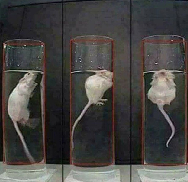 Эксперимент 