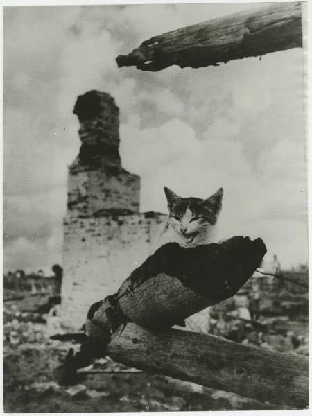 «По дорогам войны. На пепелище…».Московская область ,1942 г.

Автор..0