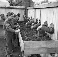 Саперы британской армии учатся обезвреживать мины «вслепую». 1943..0