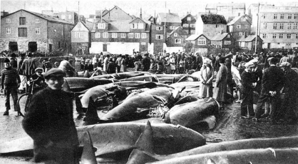 Сбыт туш китов .Фарерские острова ,1932..0
