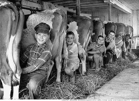 Семья из шести человек доит коров,1948 год. Фото Альфреда..0