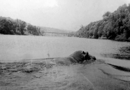 Эта фотография была сделана в 1974 году. На ней запечатлен бегемот,..0