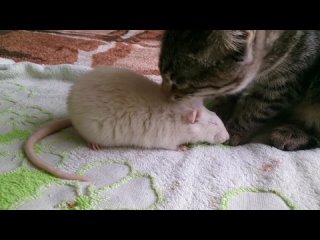 Кошка и белая крыса живут в мире и согласии. Когда разные виды..1