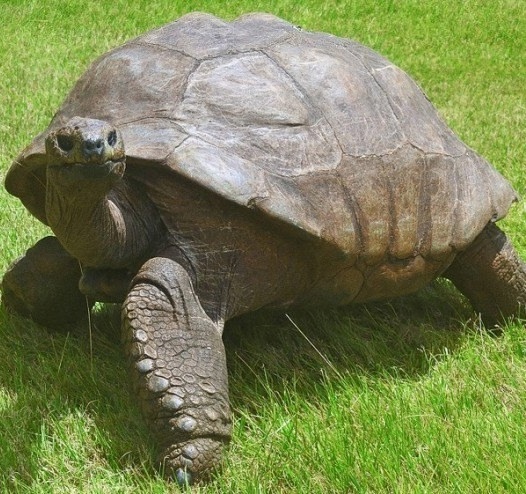 Этот пожилой джентльмен пережил многое в своей жизни. Он видел 7..3