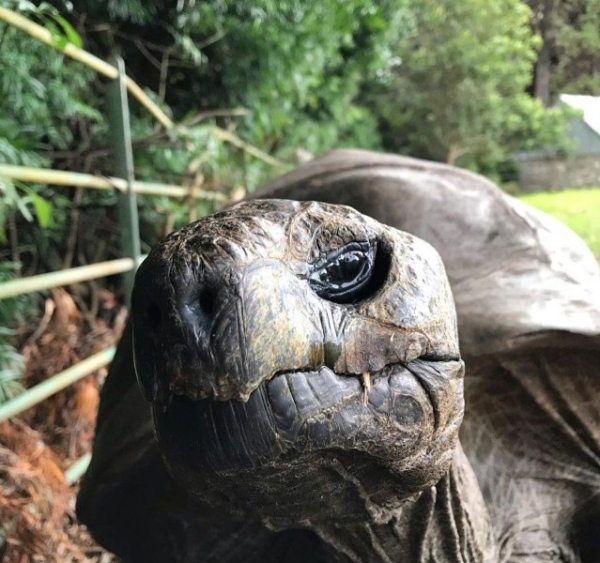 Этот пожилой джентльмен пережил многое в своей жизни. Он видел 7..2