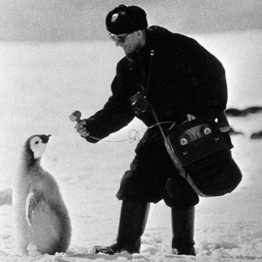Корреспондент берёт интервью у пингвина в Антарктиде, 1966..0