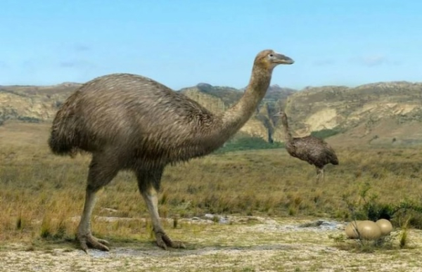 Лапа птицы Моа, вымершей более 800 лет назад. 

Найдена в одной из..1