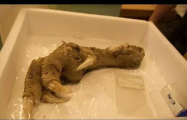 Лапа птицы Моа, вымершей более 800 лет назад. 

Найдена в одной из..0