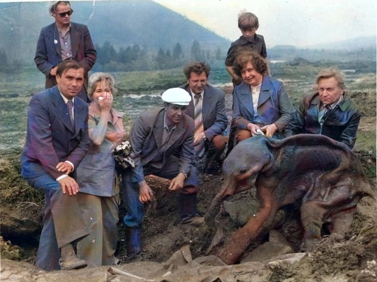 Мамонтёнок Дима был найден на берегу реки Колымы. Магаданская..0