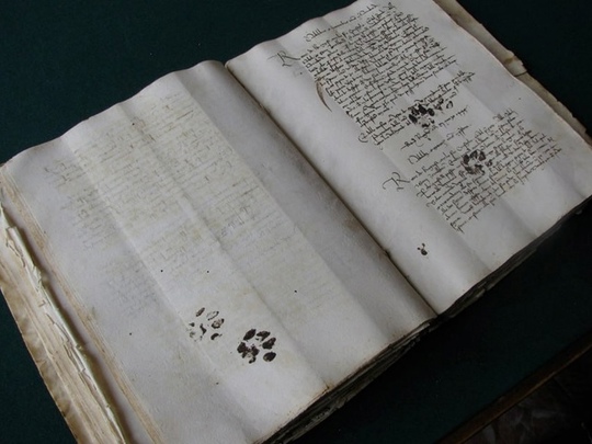 Следы чернильных следов от лап, нашкодившего кота, на отчёте ..0