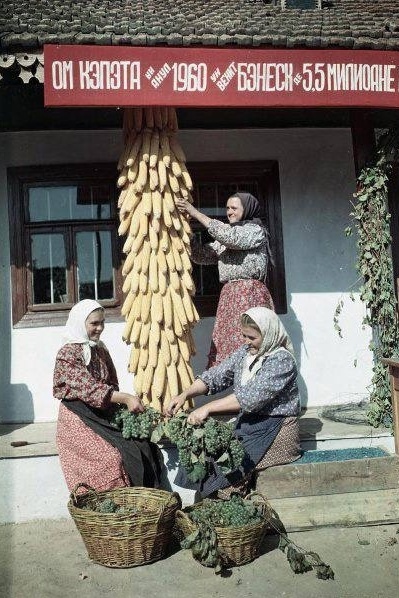 « Урожай».Молдавская ССР, 1960 г. 

Автор фото : Иван..0