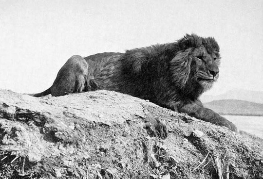 Берберийский лев (Panthera leo leo) отдыхает в пустыне.Алжир, 1893..0