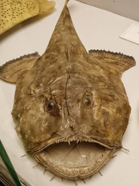 На протяжении 800 лет голландские моряки обманывали людей,..2