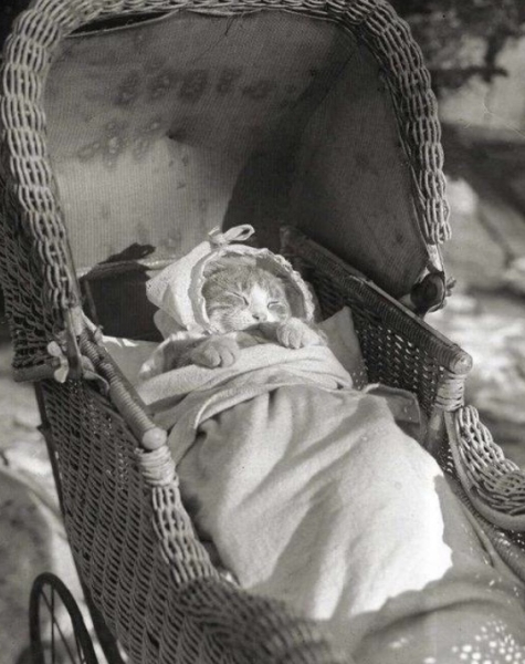 Спящий котёнок, 1930..0
