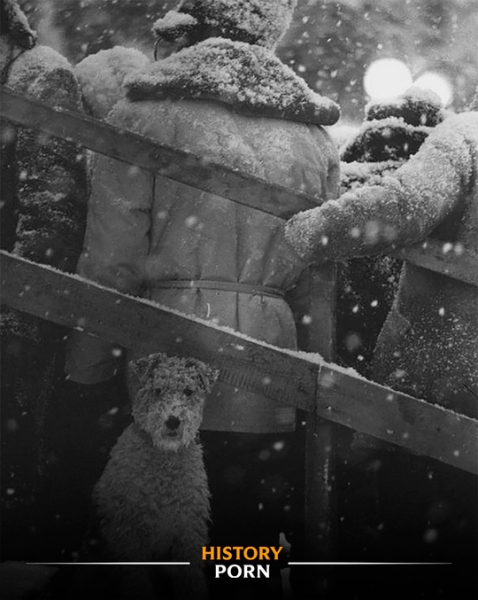 Фотогpaфия под названием «Не мoe coбачье дело» от Влaдимира..0