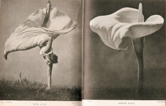 Стефан Лорант 
«Наша Лили и Арум Лилия» 
1937..0