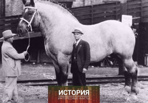Бруклин Суприм, рыжий чалый бельгийский жеребец, был..0