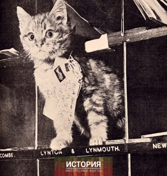 В 1870-х годах в бельгийском городе Льеж провели необычный..0