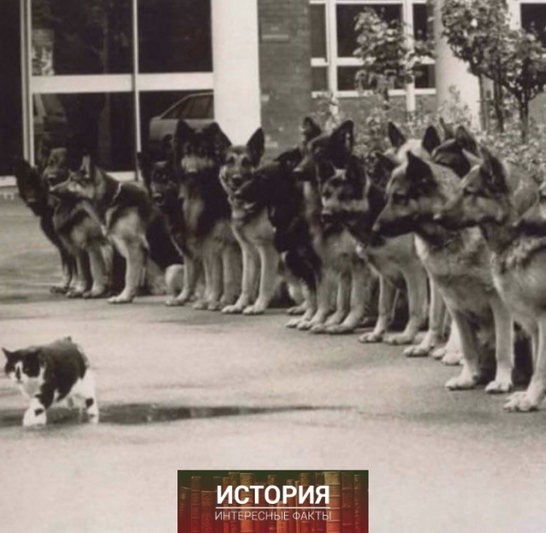 Финальный тест служебных полицейских собак на умение сохранять..0