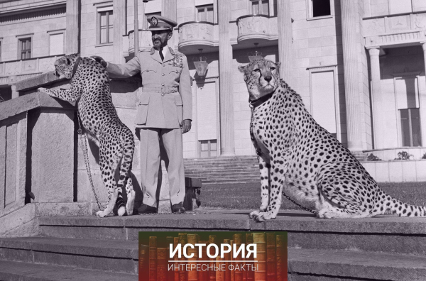 Император Эфиопии Хайле Селассие со своими домашними гепардами..0