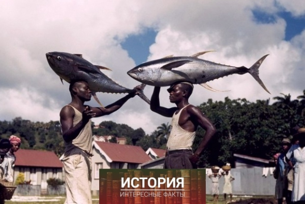 Кастри, Сент-Люсия, 1941 год 
Рыбаки с желтоперым..0