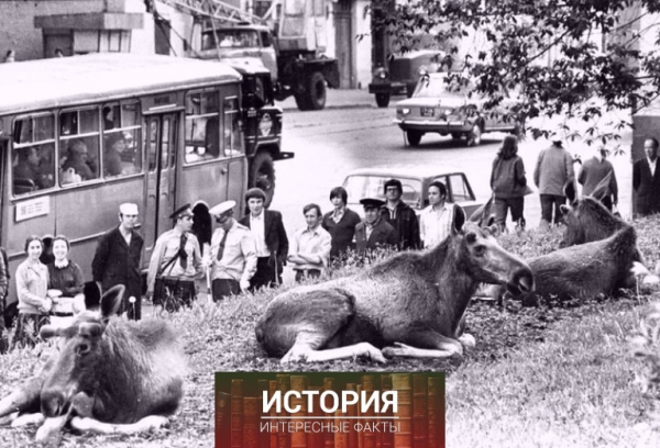 Лоси на Преображенской улице в Москве, недалеко от парка..0